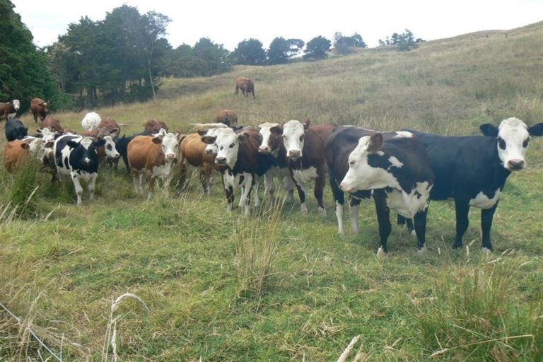 Photo of property in 277 Motukiore Road, Horeke, Okaihau, 0475