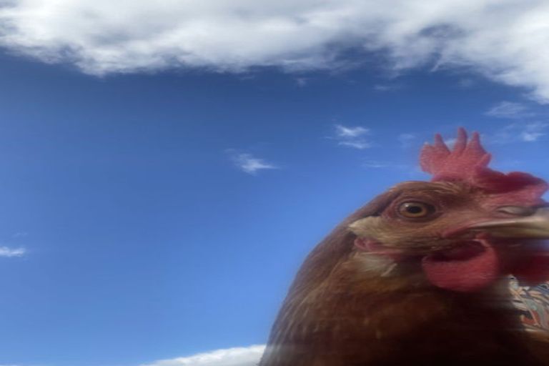 Photo of property in 64 Pukekauri Road, Waikino, Waihi, 3682