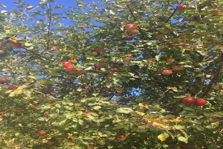 Photo of property in 13 Edievale Road, Edievale, Tapanui, 9587