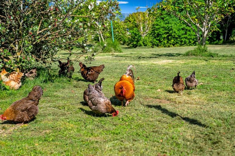 Photo of property in 119 Shelly Beach Road, Shelly Beach, Helensville, 0874