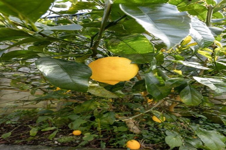 Photo of property in Waterview Estate, 57/4 Greystone Place, Omokoroa, 3114