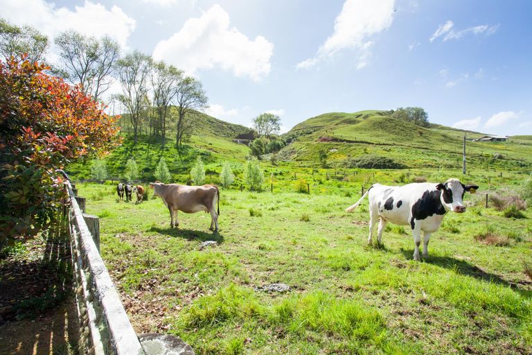 Photo of property in 526 Waitetuna Valley Road, Waitetuna, Raglan, 3295