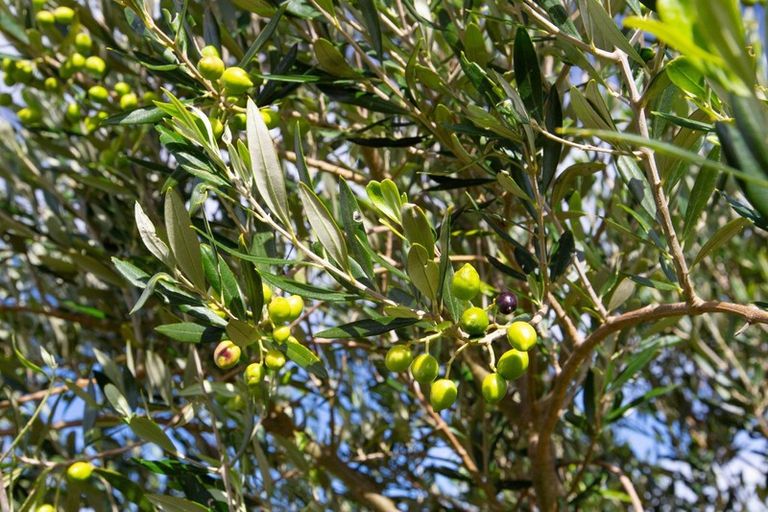 Photo of property in 420 Phillips Road, Raglan, Te Mata, 3894