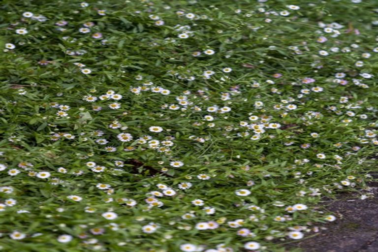 Photo of property in 20 Muscat Place, Henderson, Auckland, 0612