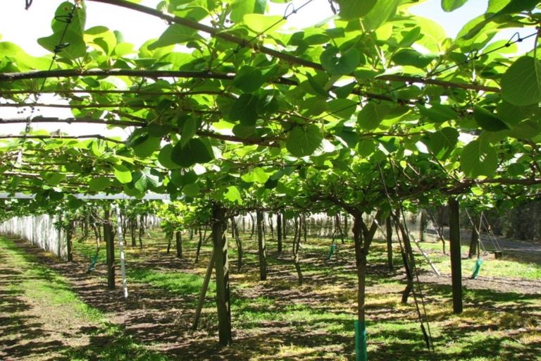 Photo of property in 1082 Te Matai Road, Te Ranga, Te Puke, 3188