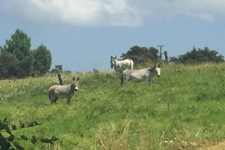 Photo of property in 15 Parore Street, Parore, Dargaville, 0372