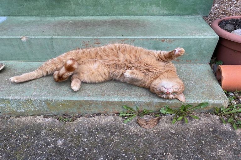 Photo of property in 38 Haywood Street, The Glen, Dunedin, 9011