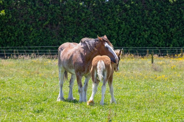 Photo of property in 202 Kairau Road East, Brixton, Waitara, 4373