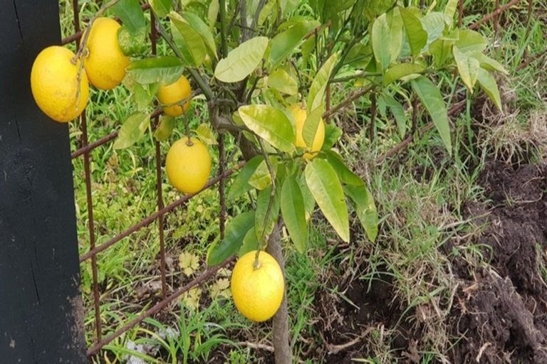 Photo of property in 13 Citrus Place, Mangawhai, 0505