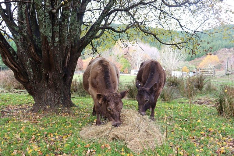 Photo of property in 26 Briggs Road, Onamalutu, Wairau Valley, 7275