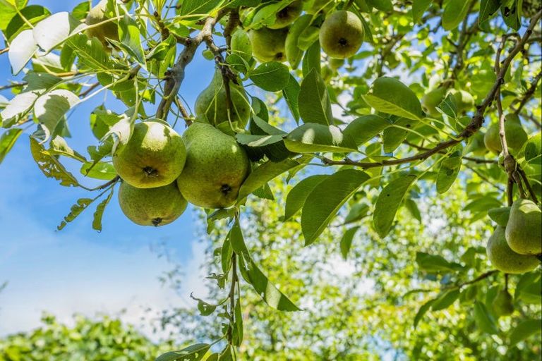 Photo of property in 621f Marychurch Road, Matangi, Hamilton, 3284