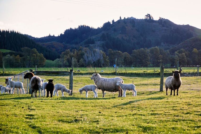 Photo of property in 399a Inland Kaikoura Road, Inland Road, Kaikoura, 7373