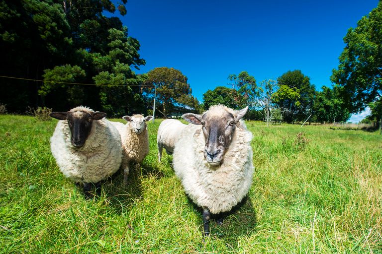 Photo of property in 7 Whitmore Road, Ormond, Gisborne, 4071