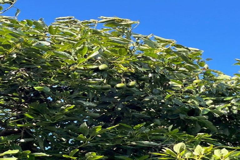 Photo of property in 150 Walford Road, Aongatete, Katikati, 3181