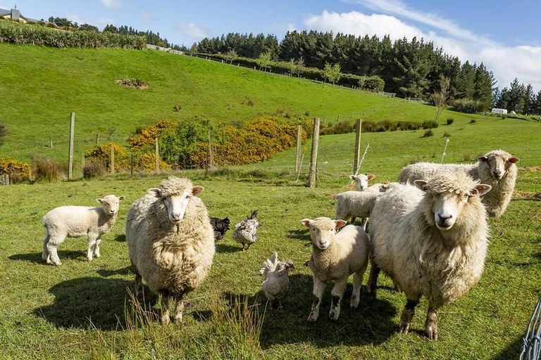 Photo of property in 163 Akatore Road, Taieri Beach, Brighton, 9091