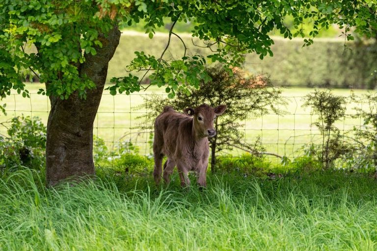Photo of property in 286 Pencarrow Road, Tamahere, Hamilton, 3283