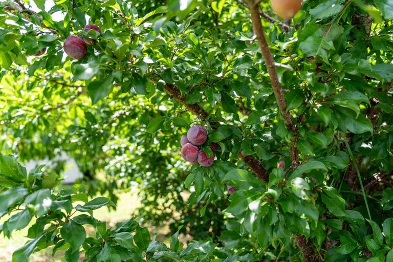 Photo of property in 125 Ranfurly Street, Dargaville, 0310