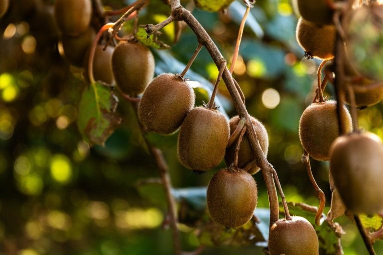 Photo of property in 910 State Highway 2, Tanners Point, Katikati, 3177