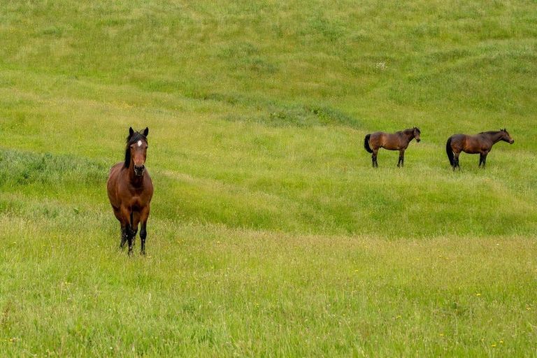 Photo of property in 262 Tuhingamata Road, Oruanui, Taupo, 3384