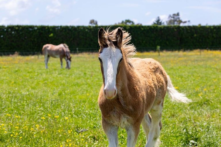 Photo of property in 202 Kairau Road East, Brixton, Waitara, 4373