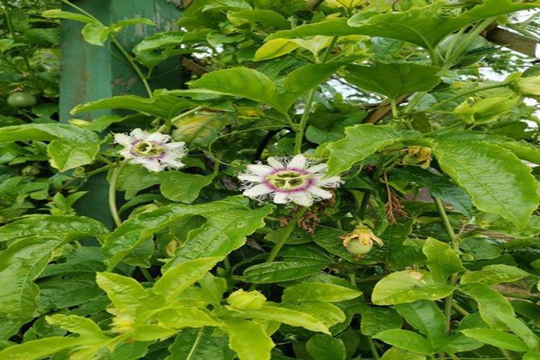 Photo of property in 5 Lawn Street, Okaihau, 0475