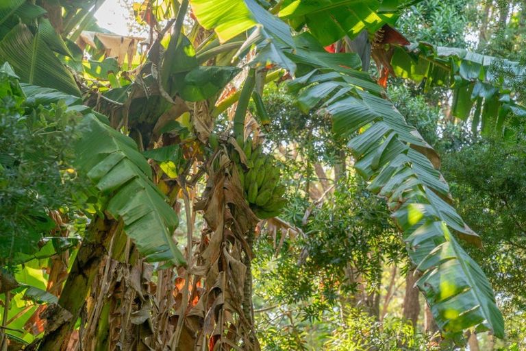 Photo of property in 16 Kawhero Drive, Kuaotunu, Whitianga, 3592