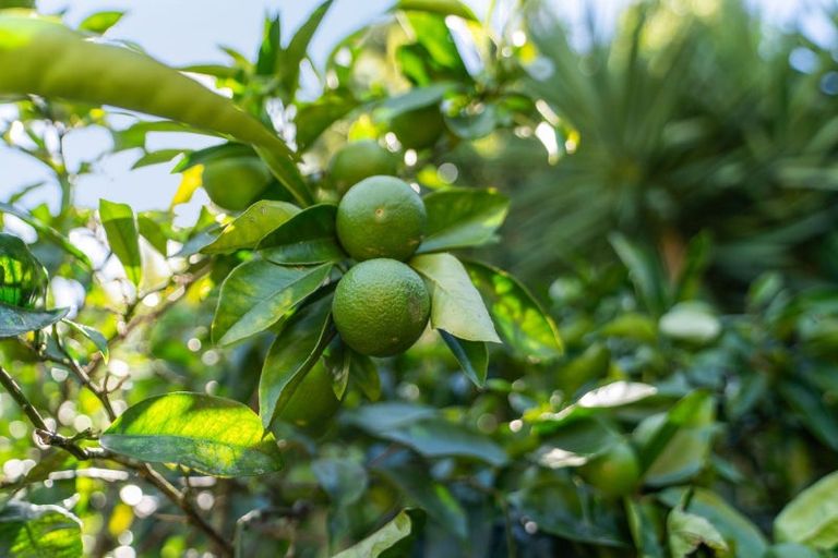 Photo of property in 5 Hawea Place, Tikipunga, Whangarei, 0112