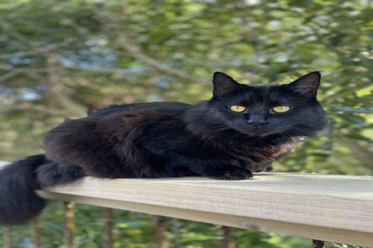 Photo of property in 81 Campbell Street, Karori, Wellington, 6012