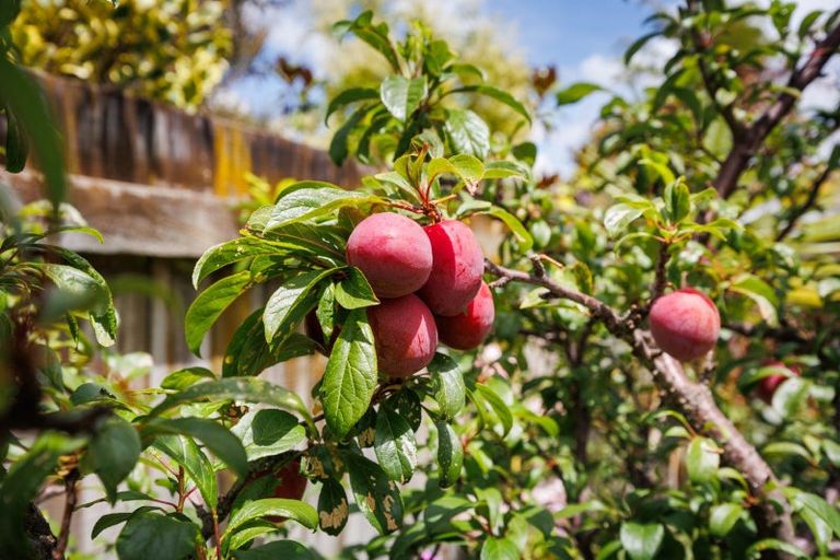 Photo of property in 10 Boston Parade, Kelvin Grove, Palmerston North, 4414