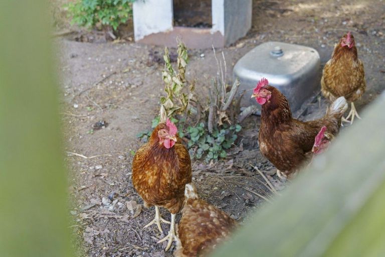 Photo of property in 409b Poutakataka Road, Atiamuri, Rotorua, 3077