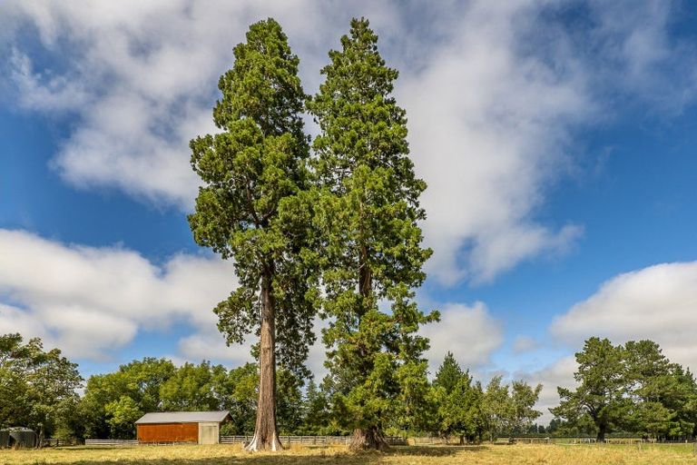 Photo of property in 234 Alford Forest Settlement Road, Alford Forest, Ashburton, 7771