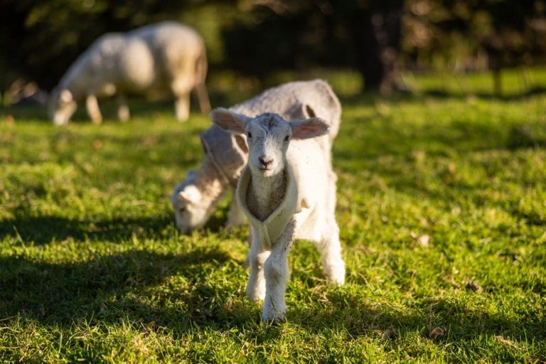 Photo of property in 956 Upper Ohauiti Road, Ohauiti, Tauranga, 3173