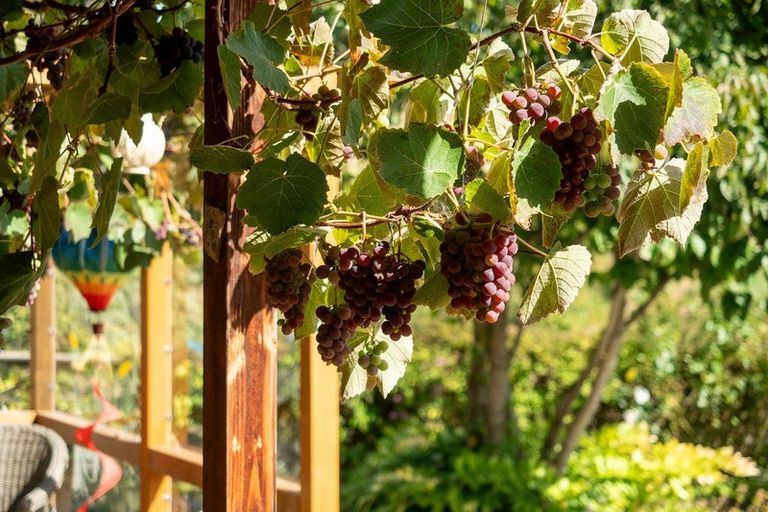 Photo of property in 374 Speargrass Flat Road, Speargrass Flat, Queenstown, 9371