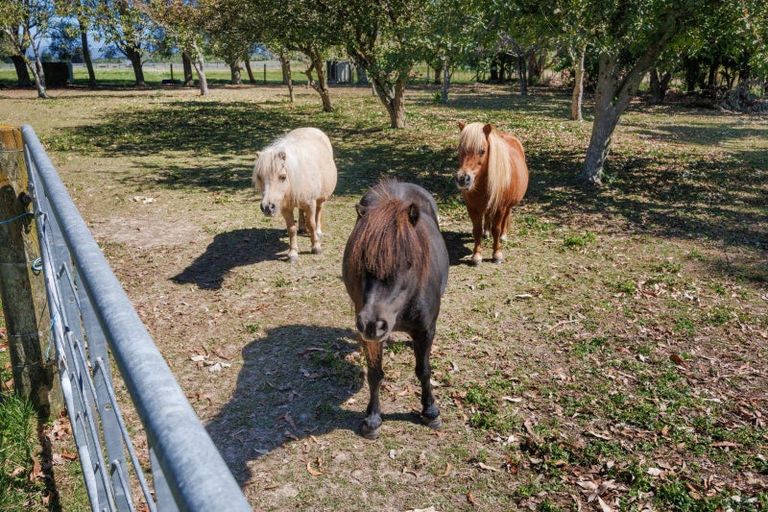 Photo of property in 89 Ulysses Road, Ashhurst, Palmerston North, 4470