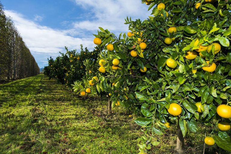 Photo of property in 693 Awapuni Road, Matawhero, Gisborne, 4071