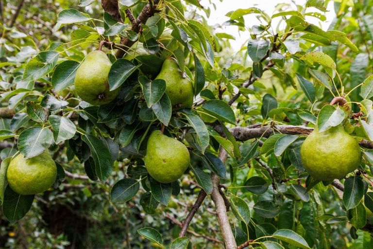 Photo of property in 19 Whio Avenue, Feilding, 4775