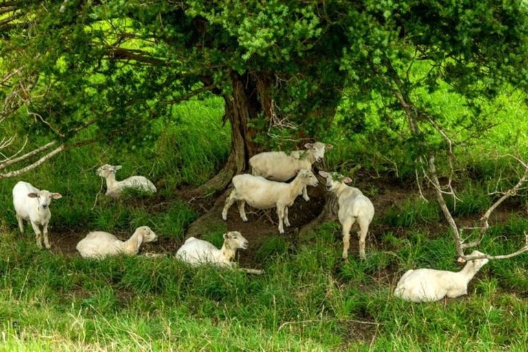 Photo of property in 65 Moses Road, Kaukapakapa, 0873