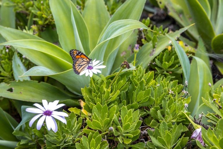 Photo of property in 8 Wellington Road, Surfdale, Waiheke Island, 1081