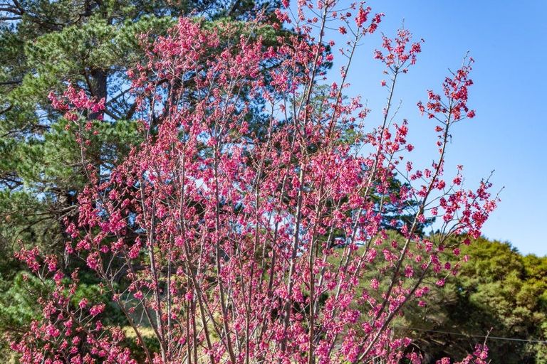 Photo of property in 227 Reservoir Road, Thames, 3500