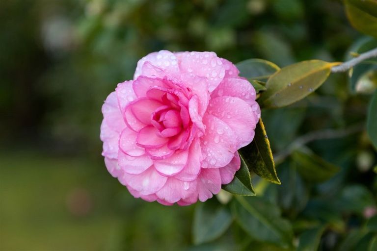 Photo of property in 59 Old Renwick Road, Springlands, Blenheim, 7201