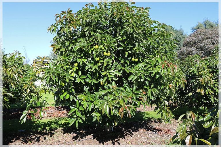 Photo of property in 286 Wall Road, Foxton, 4891