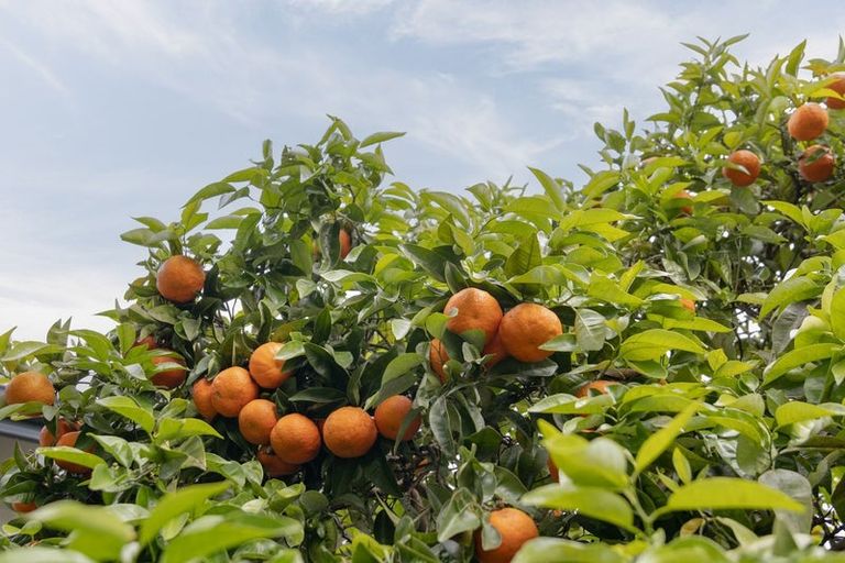 Photo of property in 38 Hamurana Road, Omokoroa, 3114