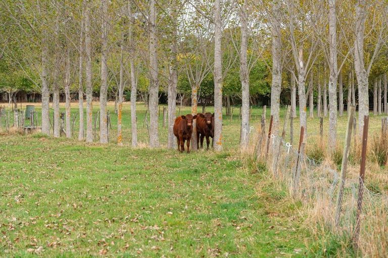 Photo of property in 565 Upper Plain Road, Upper Plain, Masterton, 5888