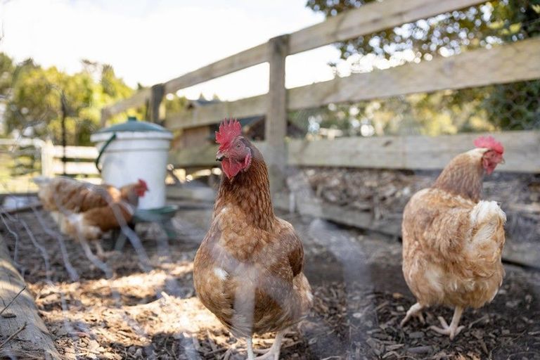 Photo of property in 791 Upper Ohauiti Road, Ohauiti, Tauranga, 3173