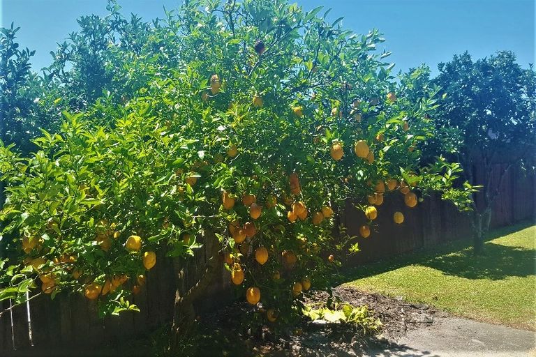 Photo of property in 21 Rata Street, Whakatane, 3120