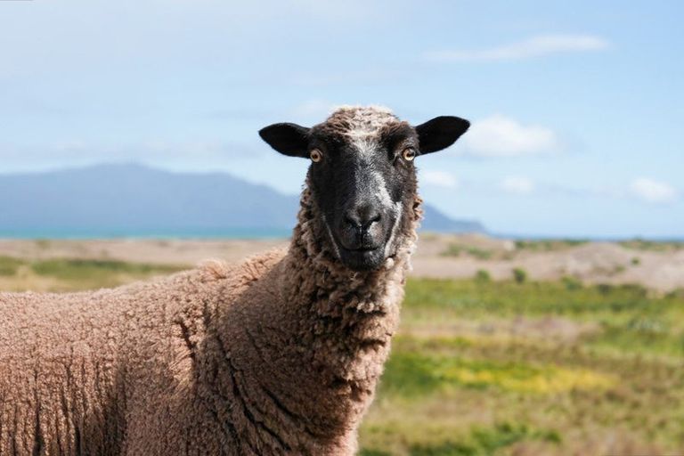 Photo of property in 245 Te Hapua Road, Te Horo, Otaki, 5581