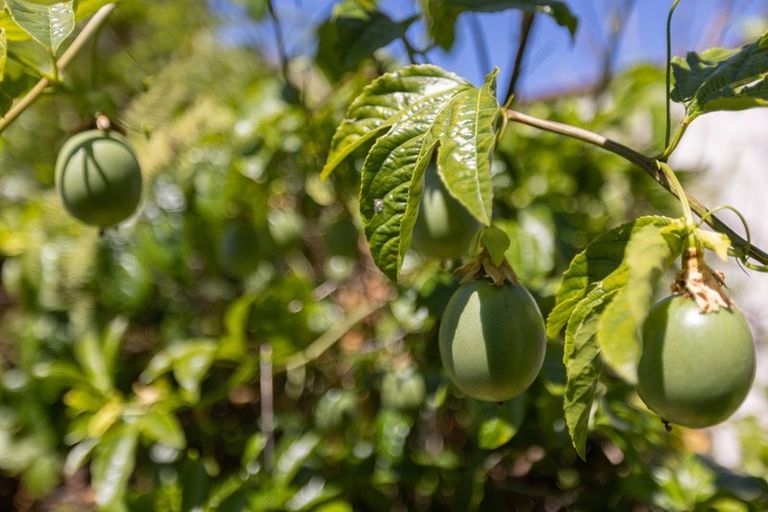 Photo of property in 5/71 Fourteenth Avenue, Tauranga South, Tauranga, 3112