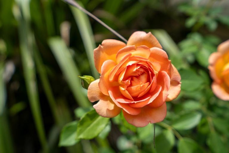 Photo of property in 6a Madison Street, Cambridge, 3434