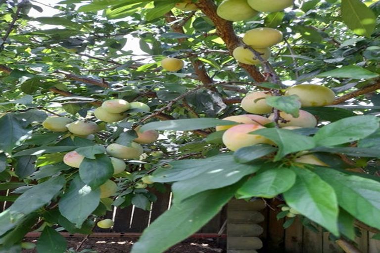 Photo of property in 6 Nettlingham Place, Te Puke, 3119