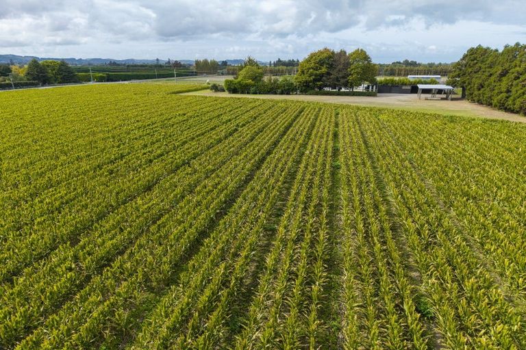 Photo of property in 121 Bell Road, Matawhero, Gisborne, 4071